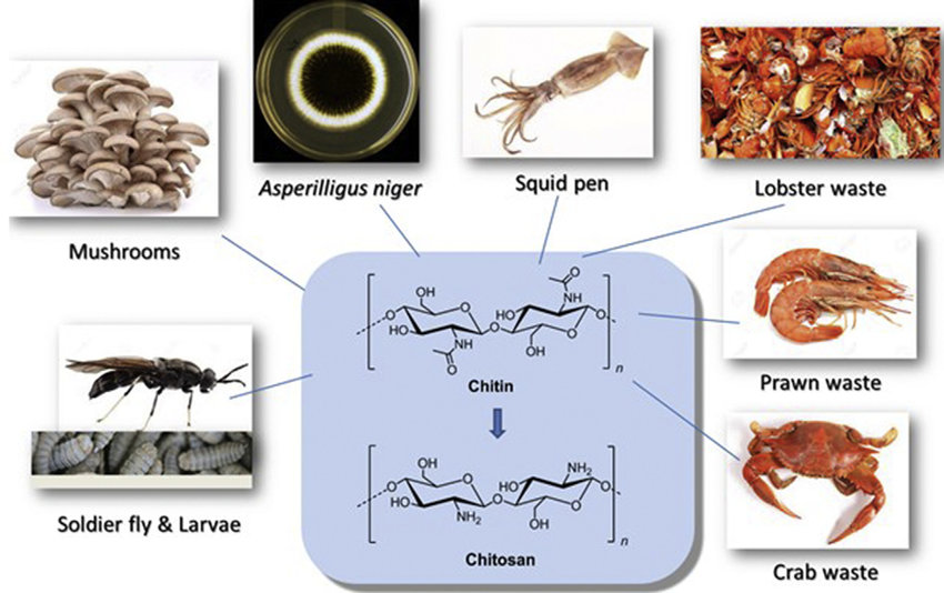 Trích xuất chitin từ vỏ giáp xác nhờ trái cây thải loại