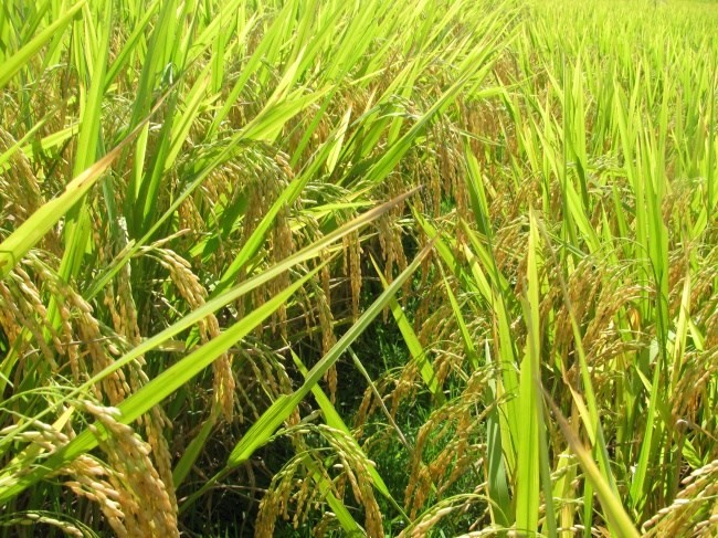 Giống lúa CT16 của Học viện Nông nghiệp Việt Nam được gieo trồng trên đất nước Cuba