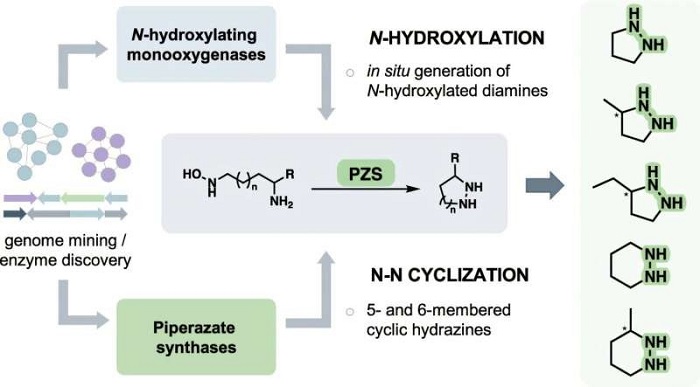 Các enzyme tối ưu hóa đưa liên kết Thanh-nitơ để tạo ra các chất hợp chất có hoạt tính sinh học