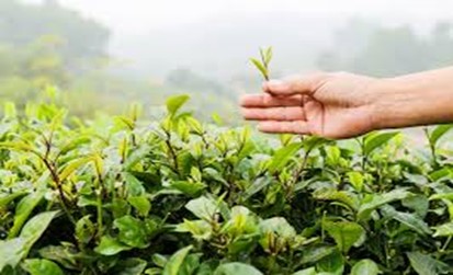 Nghiên cứu quy trình nhân giống cây chè tím (Camellia sinensis) bằng nuôi cấy mô nhằm duy trì và phát triển giống chè quý hiếm