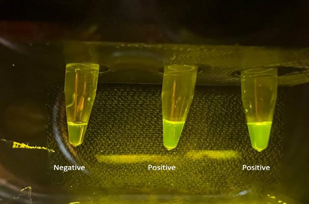 Forte Biotech: Xét nghiệm nhanh các bệnh nhiễm trùng ở tôm