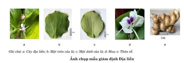 Xác định tên khoa học bằng phương pháp hình thái và mã vạch ADN của cây địa liền có nguồn gốc từ Vườn quốc gia Kon Ka Kinh