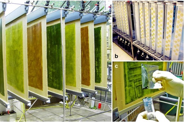Hệ thống Twin-Layer: Tăng cường hiệu suất nuôi trồng vi tảo