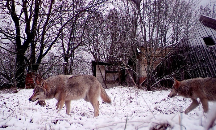 Chó sói đột biến ở Chernobyl có khả năng kháng ung thư