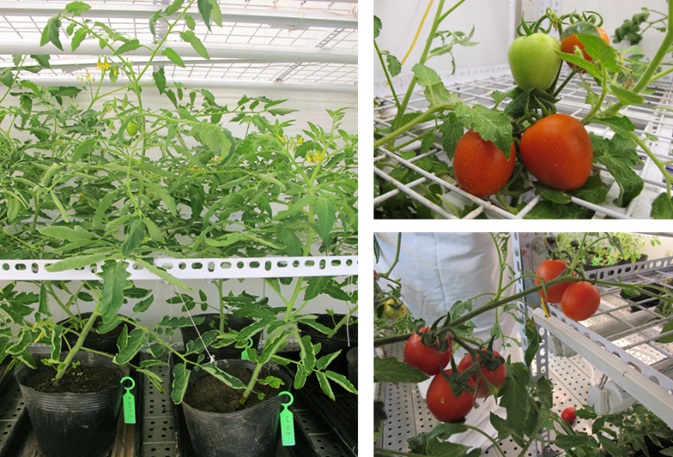 Ứng dụng CRISPR/Cas9 tạo ra giống cà chua có hàm lượng axit amin cao