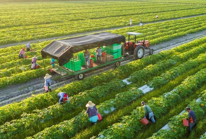 Ngành nông sản Việt Nam và cơ hội phát triển trong xu hướng tiêu dùng xanh