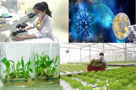 Ứng dụng công nghệ sinh học thúc đẩy khoa học chọn tạo giống