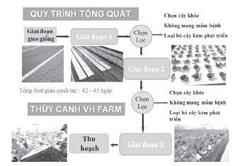 Hệ thống trồng rau thủy canh bằng ống NFT