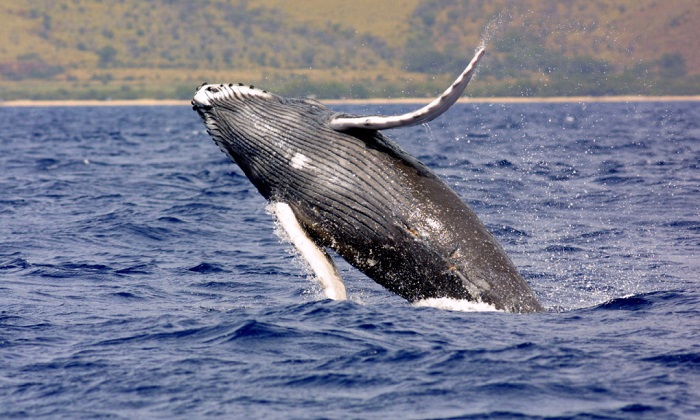 Cuộc trò chuyện đầu tiên giữa con người và cá voi lưng gù