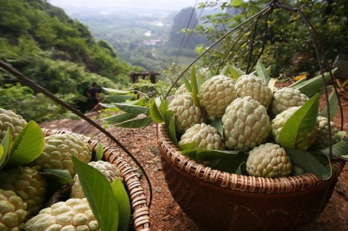 Nghiên cứu các biện pháp kỹ thuật giai đoạn sau thu hoạch nhằm kéo dài thời gian bảo quản quả na