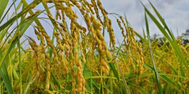 Nghiên cứu ứng dụng công nghệ chỉ thị phân tử và chỉnh sửa hệ gen trong chọn tạo giống lúa năng suất chất lượng chống chịu sâu bệnh và bất lợi ngoại cảnh