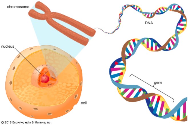 Sợi DNA nhân tạo mở đường cho mạng viễn thông phân tử