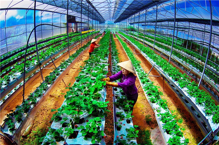 Công nghệ cao mở đường cho doanh nghiệp nông nghiệp hiện đại