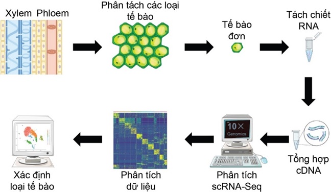 Giải trình tự hệ gen phiên mã tế bào đơn trong nghiên cứu sinh lý thực vật
