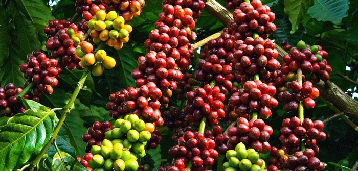 Nghiên cứu chọn tạo giống Cà phê vối chất lượng cao cho các vùng trồng cà phê tập trung ở Tây Nguyên