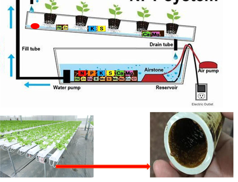 Xử lý cặn bẩn trong trồng rau thủy canh bằng điện từ trường