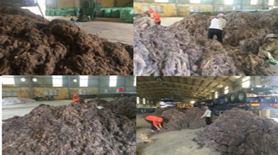 Hỗ trợ thương mại hóa quy trình công nghệ nuôi trồng sơ chế và bảo quản rong câu chỉ vàng