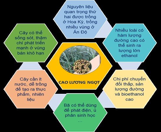 Cao lương và công nghệ nano: giải pháp đột phá trong sản xuất ethanol sinh học hướng tới phát triển bền vững