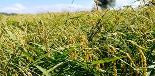 Xây dựng mô hình sản xuất lúa nếp Quýt theo chuỗi giá trị tại huyện Đạ Teh Tỉnh Lâm Đồng