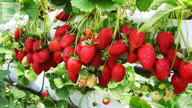 Nghiên cứu tạo dòng dâu tây triển vọng phù hợp với canh tác ứng dụng công nghệ cao trong nhà lưới