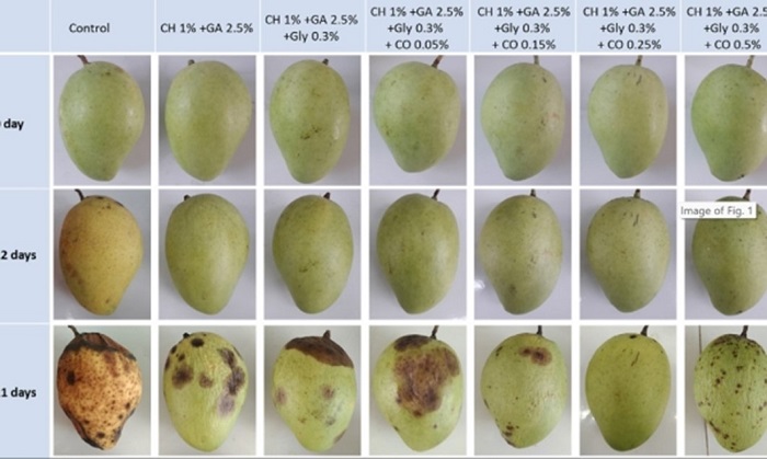 Chế phẩm sinh học BIO ECOS - Giải pháp bảo quản trái cây bền vững