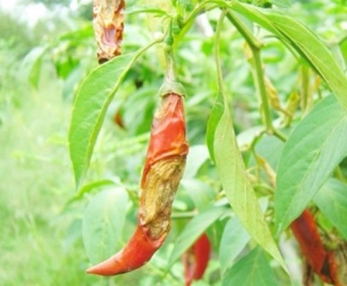 Tạo ra dịch chiết thảo dược kháng nấm gây bệnh thán thư trên cây ớt
