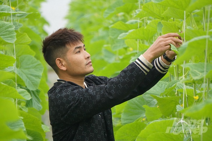 Giải pháp canh tác bền vững: Chìa khóa thành của mô hình trồng dưa vàng công nghệ cao
