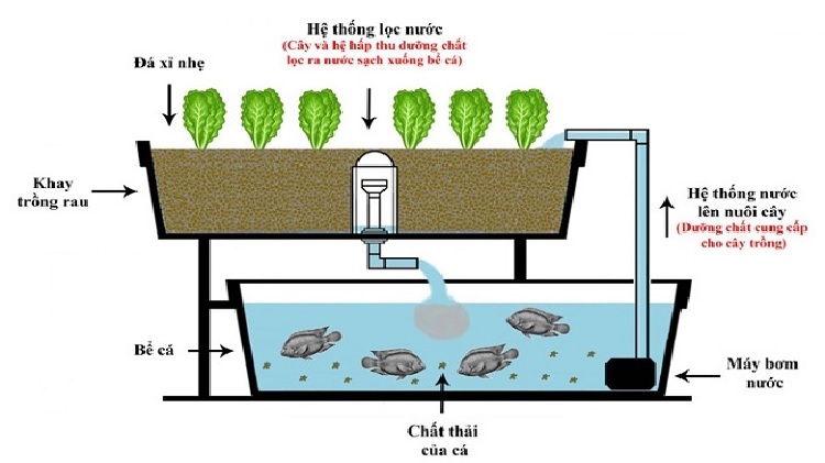 Sinh viên tạo mô hình nuôi cá kết hợp trồng rau thủy canh