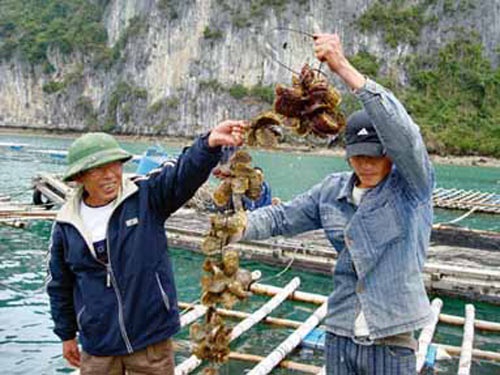 Hoàn thiện công nghệ sản xuất giống và nuôi thương phẩm Hàu Thái Bình Dương (crassostrea gigas thunberg, 1793)