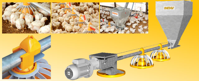 Mô hình chuồng lạnh chăn nuôi gà công nghiệp