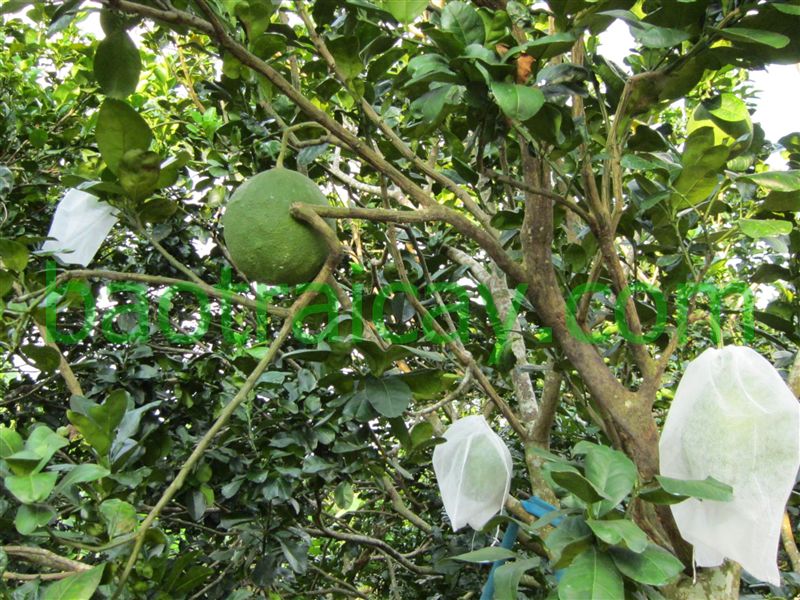 Bao trái cây