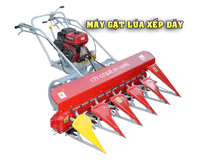 Máy gặt lúa xếp dãy