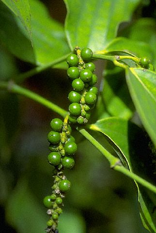 Tư vấn, hướng dẫn trồng hồ tiêu và kinh doanh sản phẩm hồ tiêu