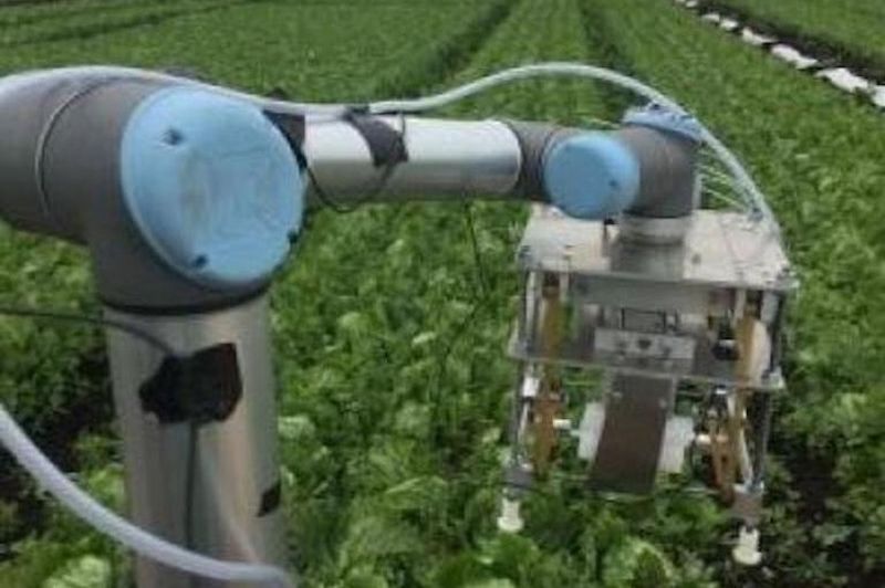 Thiết kế robot hái rau xà lách Mỹ