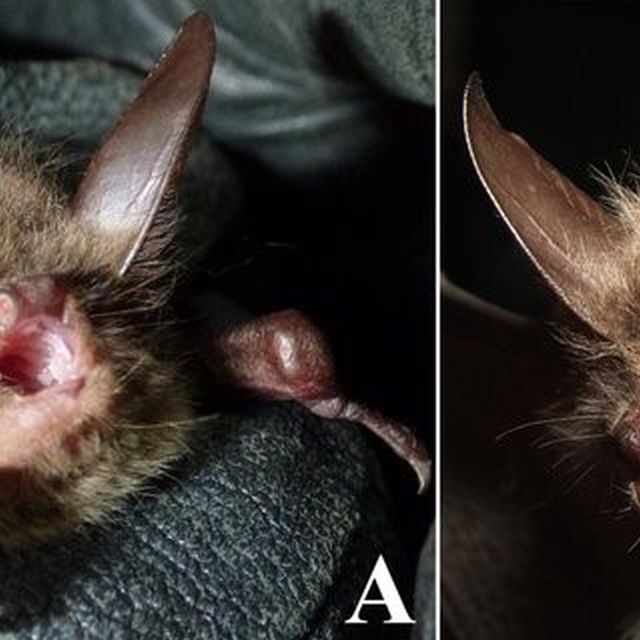 Nghiên cứu hệ thống phân loại và tính đa dạng của các loài dơi (Mammalia: Chiroptera) ở Việt Nam bằng phương pháp Hình thái học, Siêu âm và Sinh học phân tử