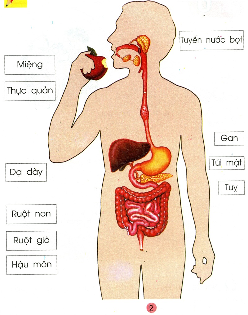 Nghiên cứu ứng dụng một số kỹ thuật tiên tiến trong chẩn đoán và điều trị một số bệnh cơ quan tiêu hóa