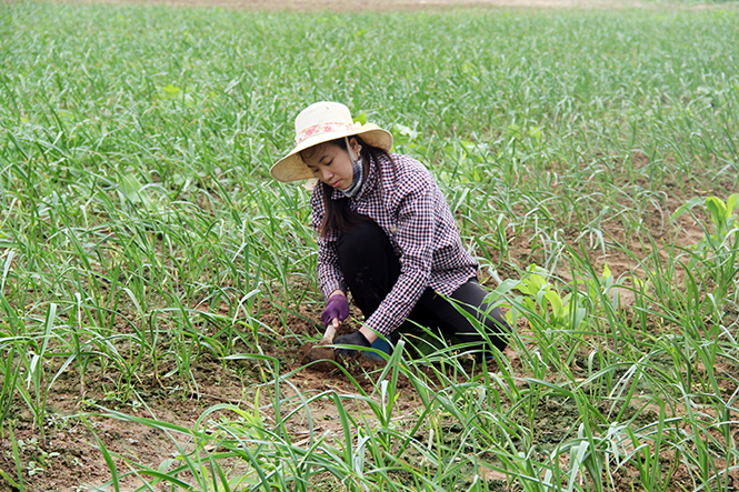 Quảng Bình: Hoàn thiện quy trình sản xuất rượu tỏi đen