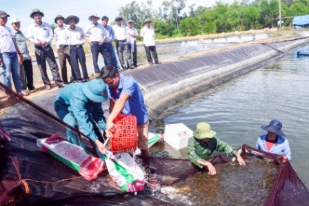 Thu hoạch lứa tôm thẻ chân trắng nuôi thí điểm bằng nước biển chưa qua xử lý tại Quảng Trị