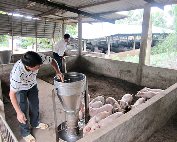 Chăn nuôi trên đệm lót sinh học: Tăng lợi nhuận, giảm ô nhiễm môi trường