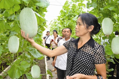 Lạng Sơn: ứng dụng công nghệ cao trong sản xuất các loại dưa thơm
