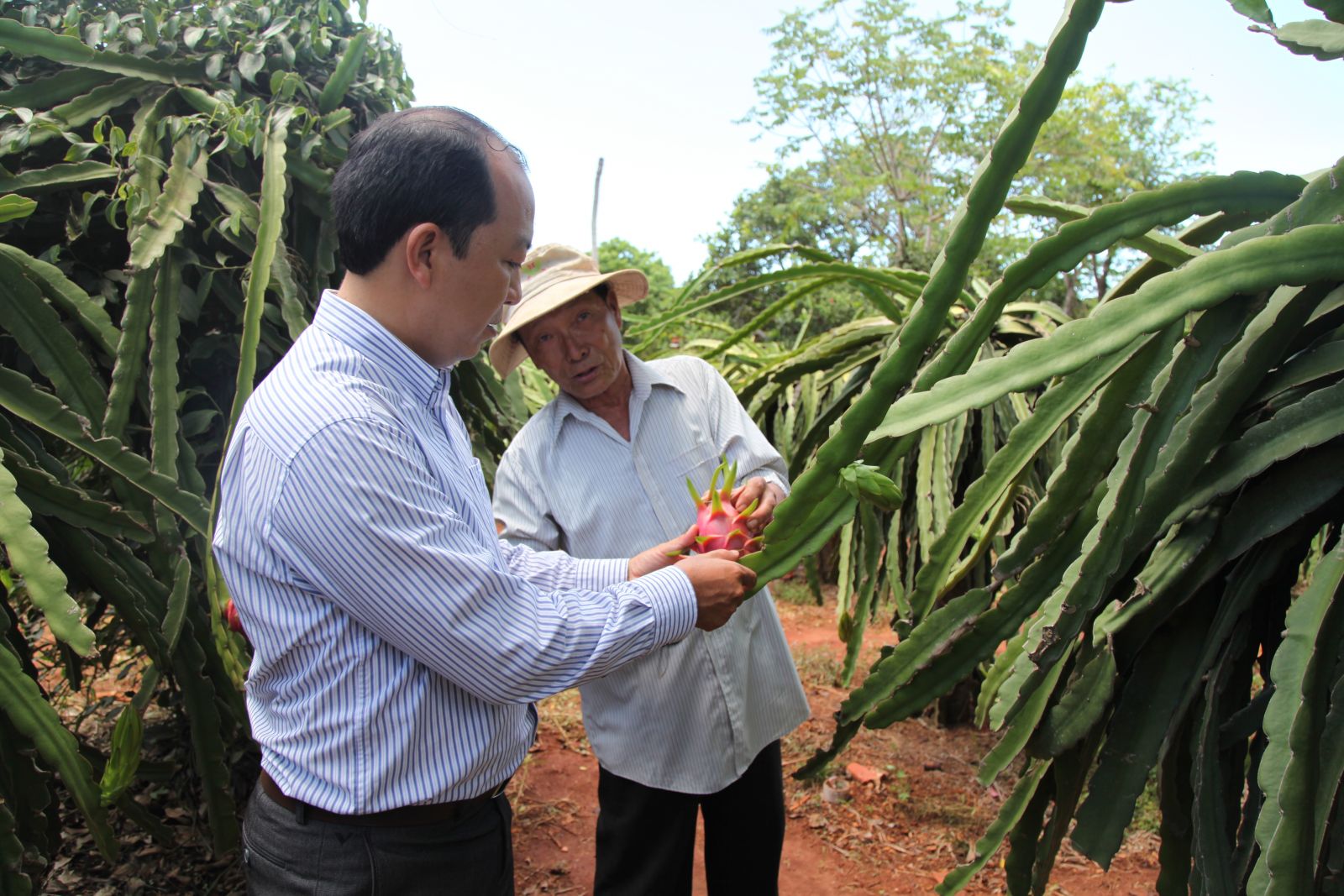 Nghiệm thu dự án: “Xây dựng mô hình trồng Thanh Long ruột đỏ theo hướng VietGap tại xã Bưng Riềng, huyện Xuyên Mộc, tỉnh BR-VT”